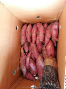 PATATE DOUCE FRAICHE - ORIGINE VIETNAM MEILLEUR PRIX//WhatsApp: Mme Pinky (+84) 35 9268 345 - Product Image 2