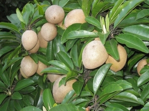 ผลไม้สับปะรดสด - ขนมหวานแสนอร่อยจากเวียดนาม - ของหวานจากทรอปิคอล - Product Image 6