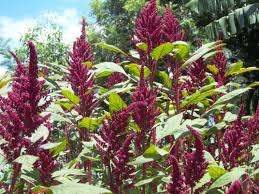 Produit agricole séché par poudre verte nutritive organique de feuille d'amarante de YAMUNA - Product Image 3