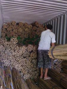 Postes de bambú NATURAL para agricultura - Product Image 2