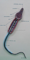 Modèle de spermatozoïdes radicaux (en fibre de verre) représentant la structure détaillée d'une cellule de sperme humaine, divisable en deux moitiés, OEM