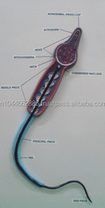 Mô Hình Tinh Trùng Mô Tả Cấu Trúc Chi Tiết Của Tế Bào Tinh Trùng Ở Người Có Thể Được Chia Thành Hai Nửa - Product Image 3