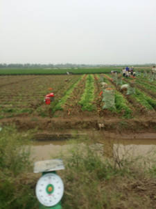 Carotte frais en acier inoxydable, du VIETNAM - Product Image 4