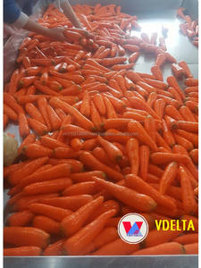 VIETNAM <b>FRESH</b> <b>CARROT</b> - High Quality - Cheap for Wholesales - Product Image 3