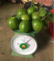 Vietnam Verse Roze Citroen 4Cm 6Cm Citroen Voor Sap Thee Salade Export Kwaliteit 5Kg 10Kg Kartonnen Netto Zak Leverancier