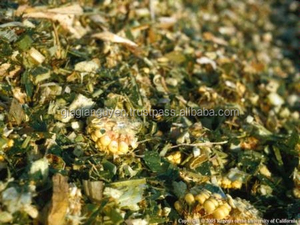 Silage de Maíz con Cáscara de Piña y Melaza para Ganado y Peces, Alta Calidad, Precio Más Bajo 2017 mary@vietnambiomass.com ) - Product Image 3