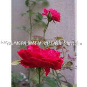 Attar Gulab (Rose) สำหรับความตึงเครียดประสาท,ปวดหัว,บรรเทาช็อก,ใจสั่น,การไหลเวียนไม่ดี,คลื่นไส้ฯลฯ - Product Image 6