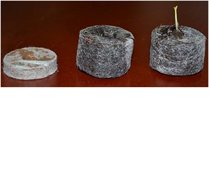 เม็ดพีท Coco สำหรับการเพาะเรือนเพาะชำ - Product Image 4