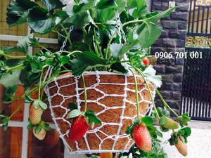 Cesta colgante de fibra de COCO - Product Image 5