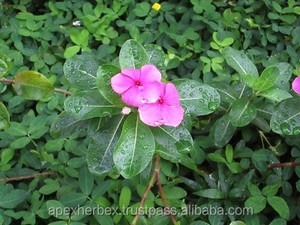 รากใบวินกาโรเซีย ซาดาบาฮาร์ แคนธารันธัส โรซิอุส ราก ใบ - Product Image 5