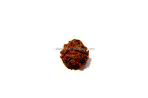3 mukhi <span class=keywords><strong>rudraksha</strong></span> hạt <span class=keywords><strong>Nepal</strong></span> NP nguồn gốc thẩm định của bên thứ ba bởi Rudra đá quý Nâu - Product Image 2