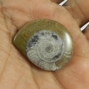 อัญมณีแฮนด์เมด Cabochon สวยงามแฟนซี29X35มม. สีน้ำตาลธรรมชาติ Ammonite 7.70 Gms - Product Image 3