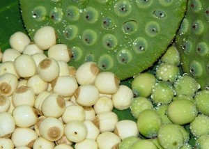 Minh Trung Viet Nam กระป๋องใบลำไย-เมล็ดบัวแบบสำเร็จรูปหวานไม่ใส่สารกันบูดสำหรับผู้ใหญ่กล่องบรรจุ - Product Image 5