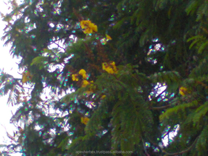 Feuilles de Cassia Alata coupées en T, brosse à bougie en feuilles de Cassia Alata - Product Image 5