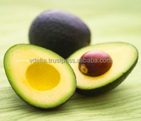Verse Avocado-Originele Vietnam