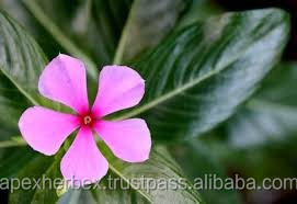 Vinca Rosea Vinca Rosea Feuille Racines - Product Image 5
