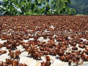 Tracy Hanfimex TR14 a Grado Anís estrellado seco de alta calidad Procesamiento crudo completo BRC/ISO/HACCP Certificado Origen de Vietnam Buen precio - Product Image 4