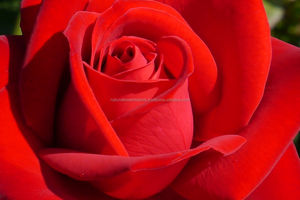 Vente en gros en vrac de haute qualité huile essentielle de rose biologique 100% pure pour les soins de la peau et la fabrication de savon d'aromathérapie marque privée - Product Image 3