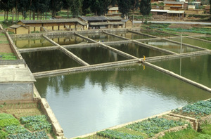 El mejor polvo probiótico de grado alimenticio para acuicultura, vitaminas y enzimas como herramienta de biorremediación para estanque de peces - Product Image 3