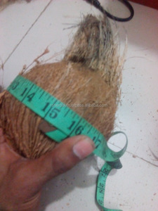 มะพร้าวสด ผลผลิตใหม่ น้ำหวาน ปอกเปลือกบาง ยี่ห้อซีทีซี - Product Image 5