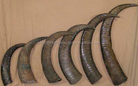 Rouleaux de corne de buffle et de vache sculptés écologiques pour manches de couteaux et de tampons, pointes de corne animale 100 % naturelles