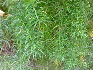 Măng Tây Racemosus Rễ Shatawari Rễ Hữu Cơ - Product Image 4