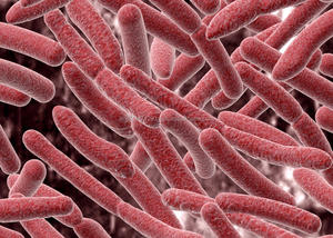 Compost Bioclean pour la biodégradation des déchets organiques - Product Image 5