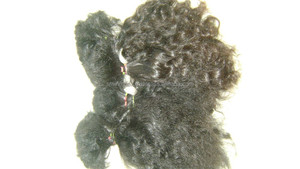 Cabello rizado indio natural sin procesar 100% Color marrón con textura natural Estilo de onda natural de Venta caliente - Product Image 6