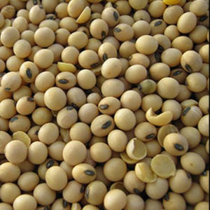 Fornitore di <span class=keywords><strong>soia</strong></span> secca sfusa di <span class=keywords><strong>soia</strong></span> <span class=keywords><strong>nera</strong></span> Non ogm - Product Image 2