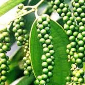 Pimiento Verde de Vietnam en Tambor de Plástico Grande - Product Image 1