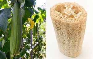 ฟองน้ําเวียดนาม LOOFAH/ LUFFA ในราคาที่ถูกที่สุด - Product Image 3