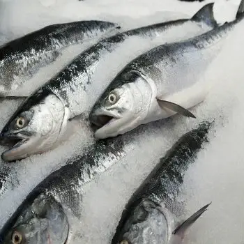 Ikan Salmon Segar Beku Segar dari Laut