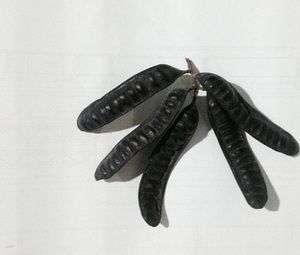 Fructus gleditschiae seco/Gleditsia <span class=keywords><strong>australis</strong></span>/ Gleditschia/Johann Gottlieb Gleditsch 2024