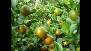 POLVO DE CALAMANSI 100% DE FRUTA SECA - POLVO DE KUMQUAT/ Sra. Lily - Product Image 3