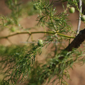 ผง Shatavari 10:1ธรรมชาติบริสุทธิ์ผงหน่อไม้ฝรั่งสารสกัดจากราก - Product Image 1