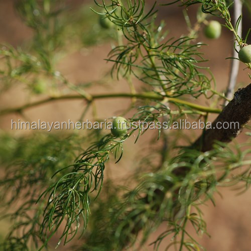 Factory Supply Natural Asparagus Racemosus Extract
