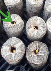 Precio al por mayor, Pellets de copeat/Coir Jiffy/ Coir Pith para cultivo (WS: 0084987731263) - Product Image 3