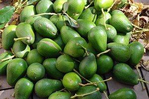 Aguacate Fuerte Fresco, Aguacate Hass/Aguacate Hass, Aguacate Fuerte disponible a precio muy económico - Product Image 5