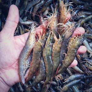 Camarones Vannamei Congelados Premium de Vietnam, IQF, Camarones de Pata Blanca |   Proveedor Mayorista de Exportación VietDelta |   Mr.Tom con 1 Año de Vida Útil - Product Image 4