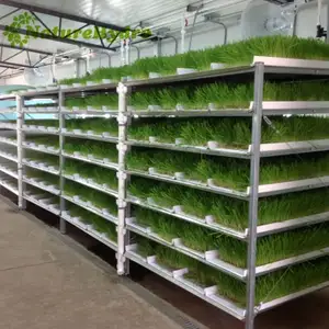 ระบบปลูกอาหารสัตว์อัตโนมัติ Hydroponic ฟาร์ม