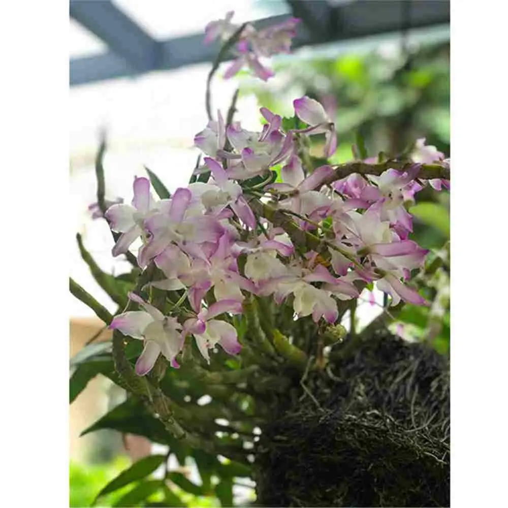 2019 Самый дешевый свежий цветок, сохраненный свежий цветок, свежий цветок лотоса