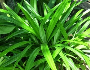 ผงใบเตย - ใบเตยแห้งจากเวียดนาม - Product Image 4