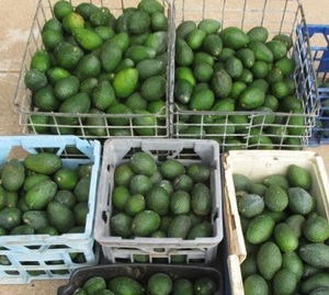 Avocat Hass biologique de haute qualité, frais et à prix compétitif - Product Image 1