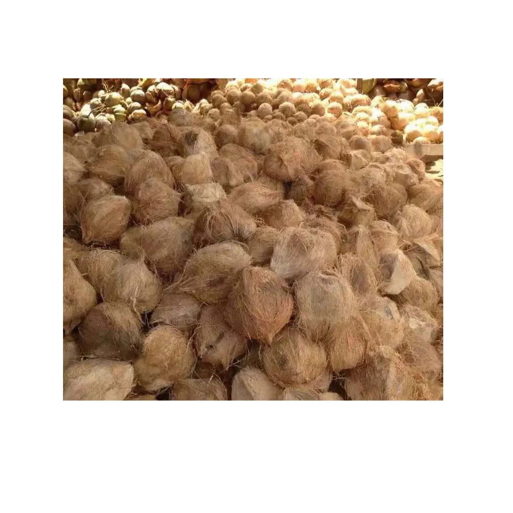 Organic coconut semi husk (Whatsapp: +84 845639639 )