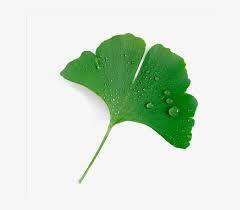 Extracto de hoja de <span class=keywords><strong>Ginkgo</strong></span> <span class=keywords><strong>Biloba</strong></span> - Product Image 3