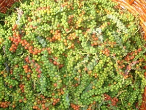 SE VENDE PIMIENTA ROJA NÚMERO 1 EN VIET NAM - Product Image 5