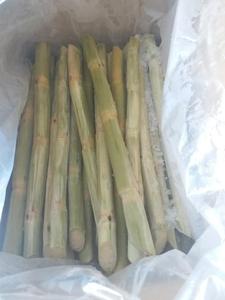 ราคา Sugar Cane Stick สำหรับผู้นำเข้า Ms วันหยุด - Product Image 2