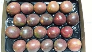 ผลไม้เสาวรสสด-คุณภาพสูงและราคาที่ดีที่สุด - Product Image 5