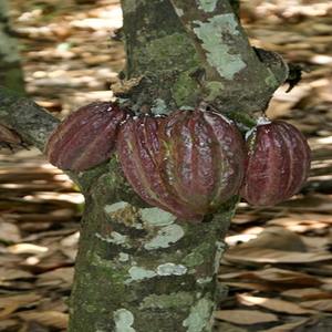 Agriculture biologique pour un rendement élevé de cacao de qualité supérieure, spécifique à l'agriculture du Mozambique - Product Image 5