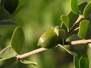 Proveedor a granel de líquido portador de aceite esencial de jojoba prensado en frío de materia prima de semillas para la producción de aceite esencial - Product Image 4